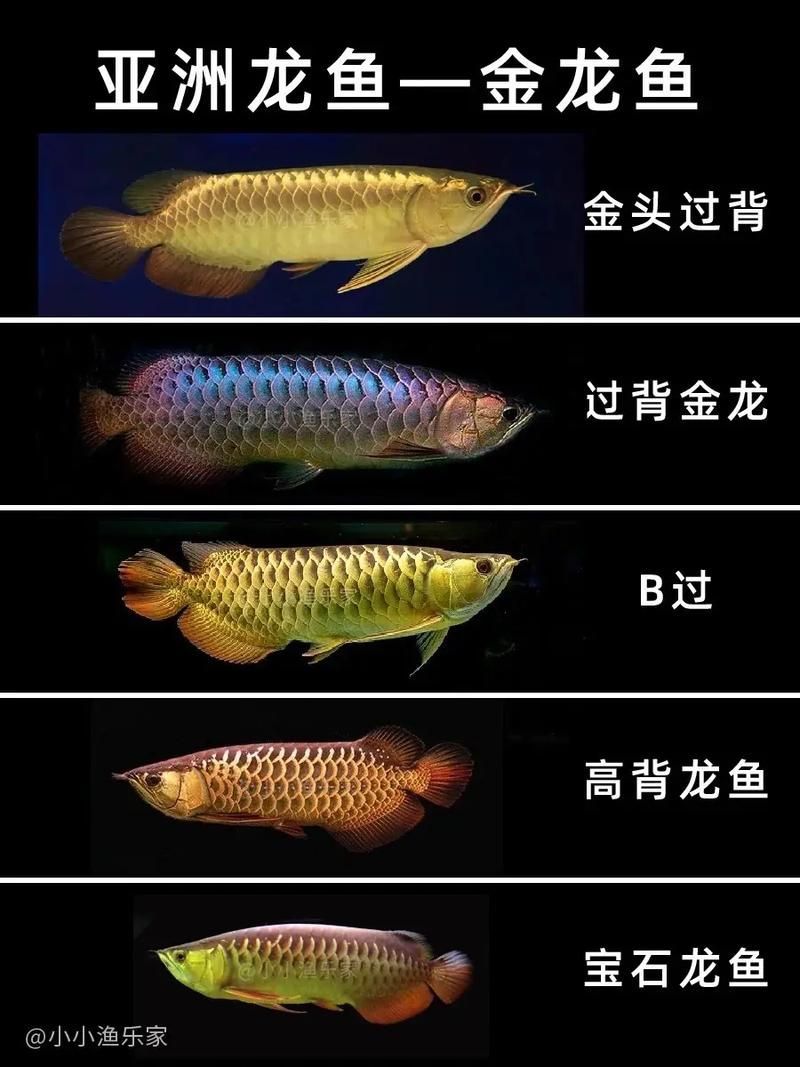 定州龍魚養殖業的現狀，關于定州龍魚養殖業的問題