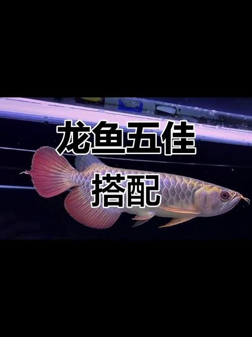 《龍魚的養護與鑒賞》有哪些配圖，《龍魚的養護與鑒賞》有哪些配圖《龍魚的養護與鑒賞》