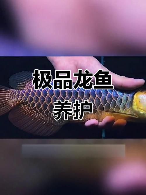 《龍魚的養護與鑒賞》有哪些配圖，《龍魚的養護與鑒賞》有哪些配圖《龍魚的養護與鑒賞》