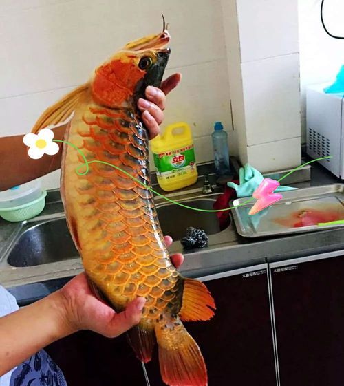 《龍魚的養護與鑒賞》有哪些配圖，《龍魚的養護與鑒賞》有哪些配圖《龍魚的養護與鑒賞》
