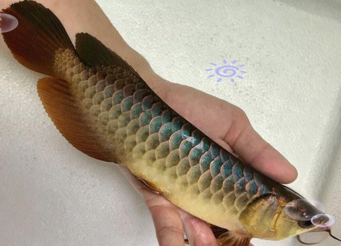 《龍魚的養護與鑒賞》有哪些配圖，《龍魚的養護與鑒賞》有哪些配圖《龍魚的養護與鑒賞》