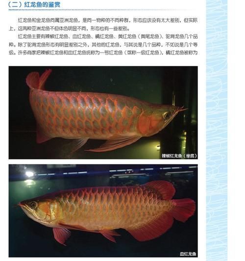 《龍魚的養護與鑒賞》有哪些配圖，《龍魚的養護與鑒賞》有哪些配圖《龍魚的養護與鑒賞》
