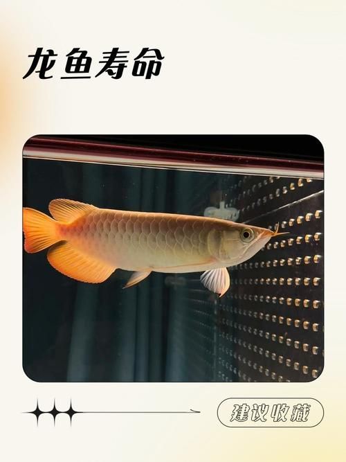 《龍魚的養護與鑒賞》有哪些配圖，《龍魚的養護與鑒賞》有哪些配圖《龍魚的養護與鑒賞》