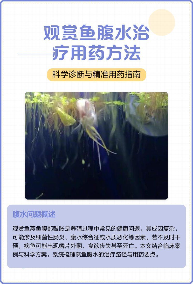 有哪些藥物可以治療魚腹水，如何治療魚腹水