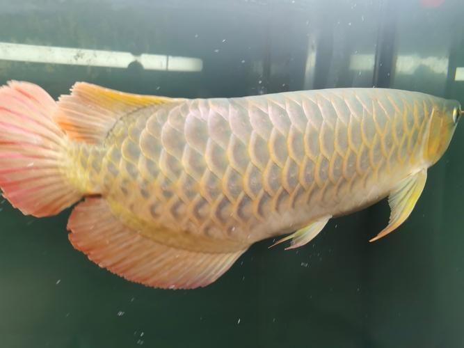 再給我?guī)讉€紅龍魚品牌的信息，紅龍魚之家（homeofreddragons）-