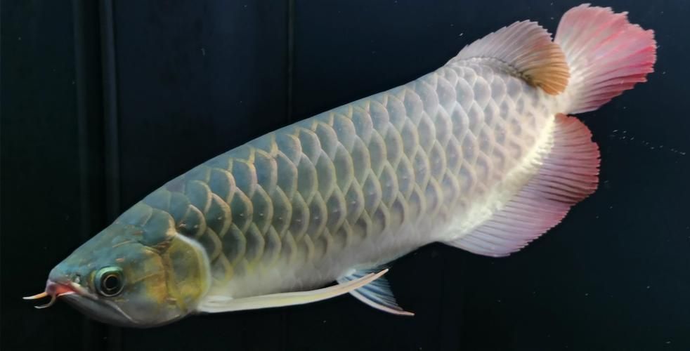 再給我?guī)讉€紅龍魚品牌的信息，紅龍魚之家（homeofreddragons）-