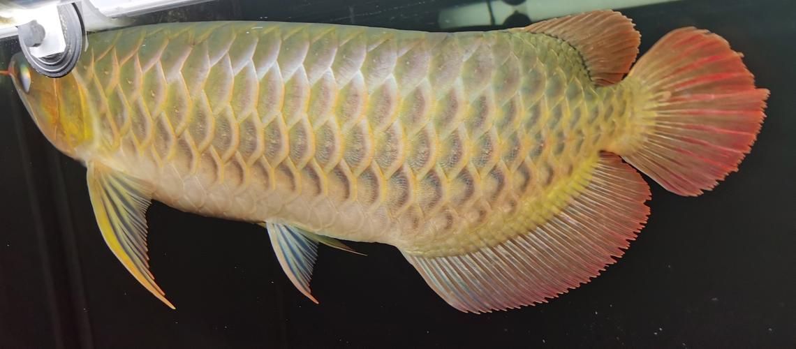 再給我?guī)讉€紅龍魚品牌的信息，紅龍魚之家（homeofreddragons）-