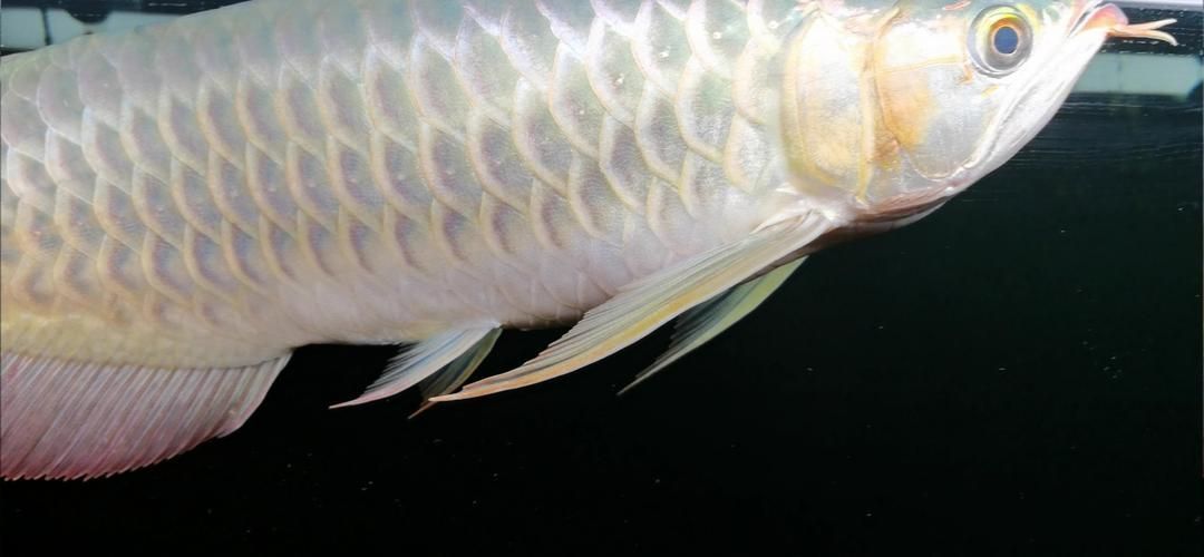 再給我?guī)讉€紅龍魚品牌的信息，紅龍魚之家（homeofreddragons）-