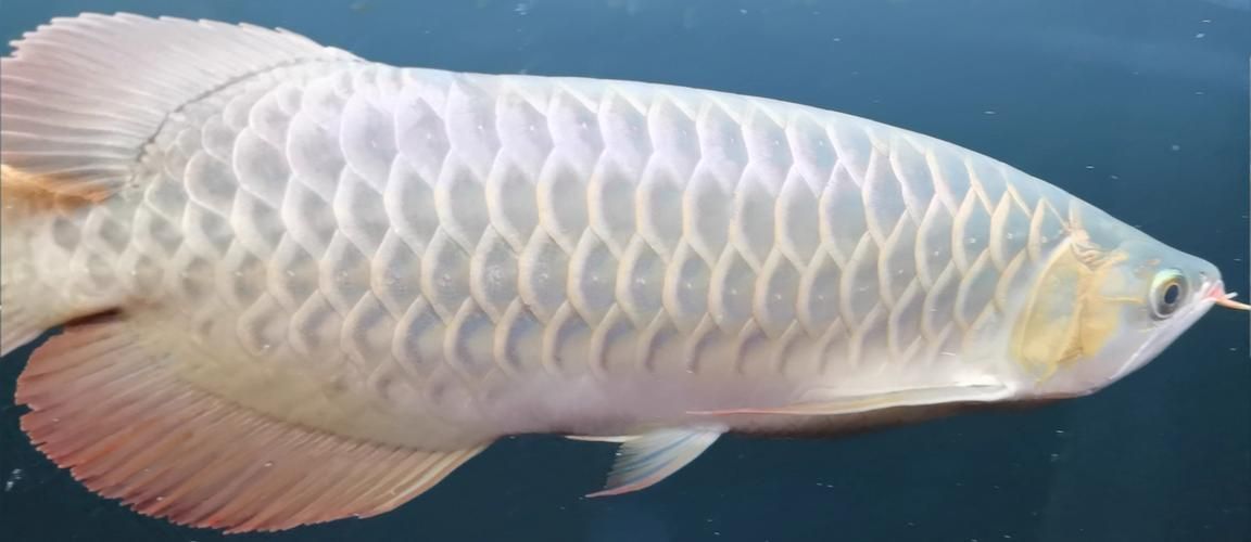 再給我?guī)讉€紅龍魚品牌的信息，紅龍魚之家（homeofreddragons）-