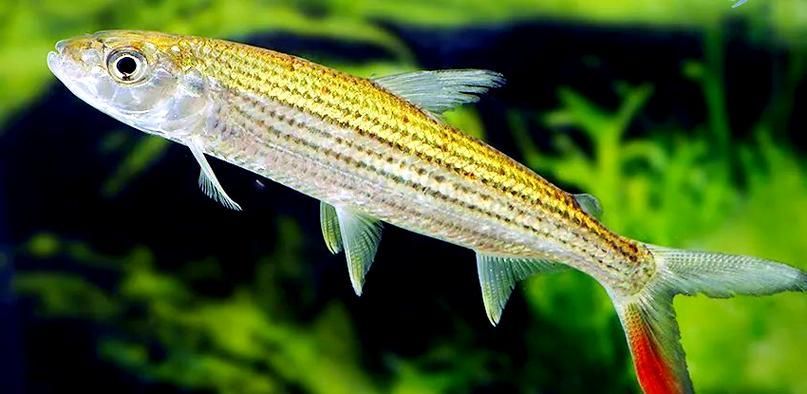 非洲猛魚如何飼養?,非洲猛魚如何飼養 龍魚百科 第1張 非洲猛魚如何飼養?,非洲猛魚如何飼養 非洲猛魚如何飼養?,非洲猛魚如何飼養 龍魚百科 第1張