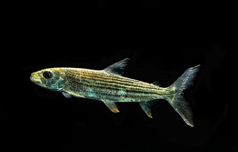非洲猛魚如何飼養?,非洲猛魚如何飼養 龍魚百科 第3張 非洲猛魚如何飼養?,非洲猛魚如何飼養 非洲猛魚如何飼養?,非洲猛魚如何飼養 龍魚百科 第3張