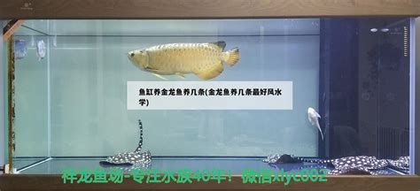 如何預防金龍魚再次抽搐？，如何預防金龍魚再次抽搐