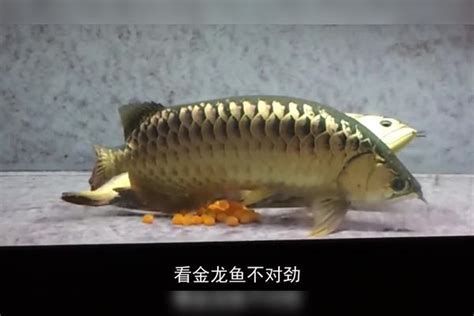 如何預防金龍魚再次抽搐？，如何預防金龍魚再次抽搐