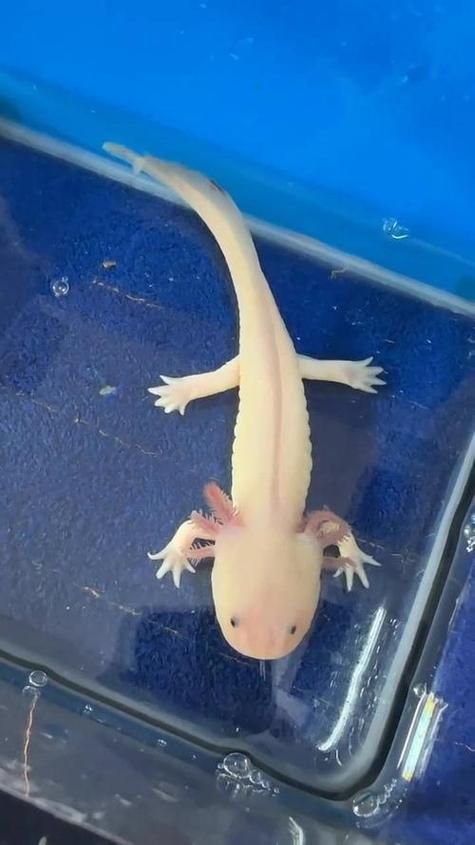 六角龍魚有哪些品種？，六角龍魚品種圖鑒六角龍魚品種圖鑒六角龍魚品種圖鑒