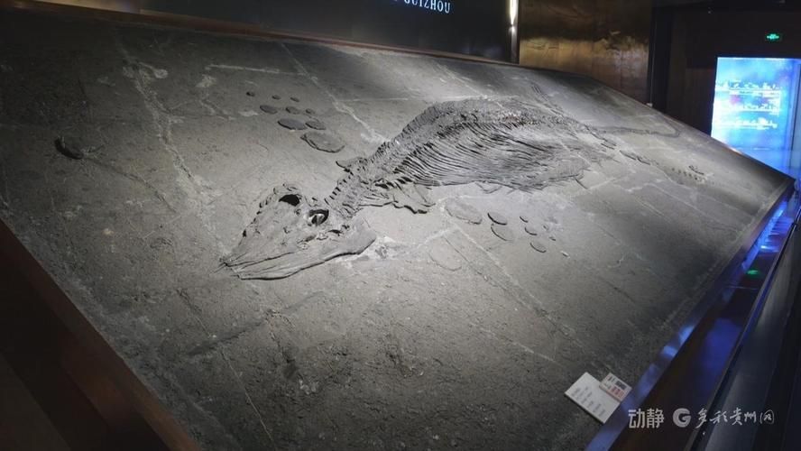 2024年有哪些關于龍魚的考古發現？，2024年關于龍魚的考古發現，用戶要求詳解2024年關于龍魚的考古發現 2024年有哪些關于龍魚的考古發現？，2024年關于龍魚的考古發現，用戶要求詳解2024年關于龍魚的考古發現 龍魚百科 第7張