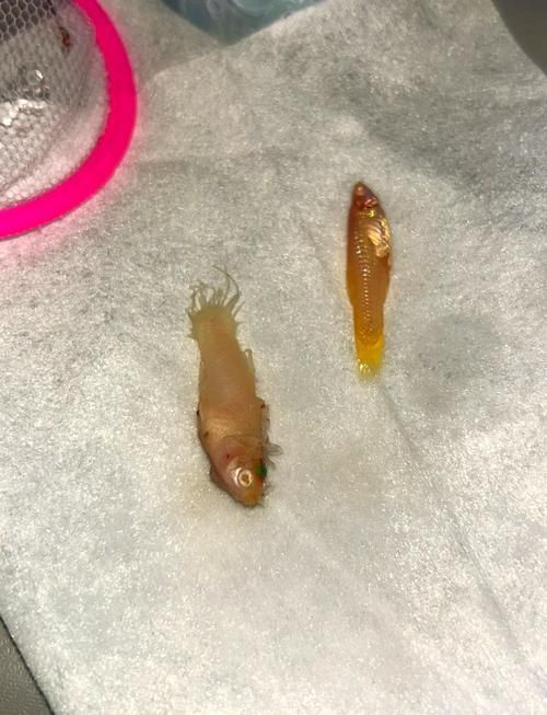 孔雀魚夜間死亡后如何處理，孔雀魚夜間死亡后如何處理孔雀魚夜間死亡用工具arxiv論文助手