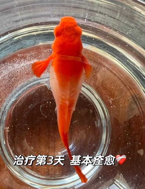 孔雀魚夜間死亡后如何處理，孔雀魚夜間死亡后如何處理孔雀魚夜間死亡用工具arxiv論文助手