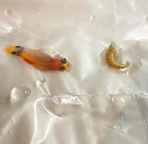 孔雀魚夜間死亡后如何處理，孔雀魚夜間死亡后如何處理孔雀魚夜間死亡用工具arxiv論文助手