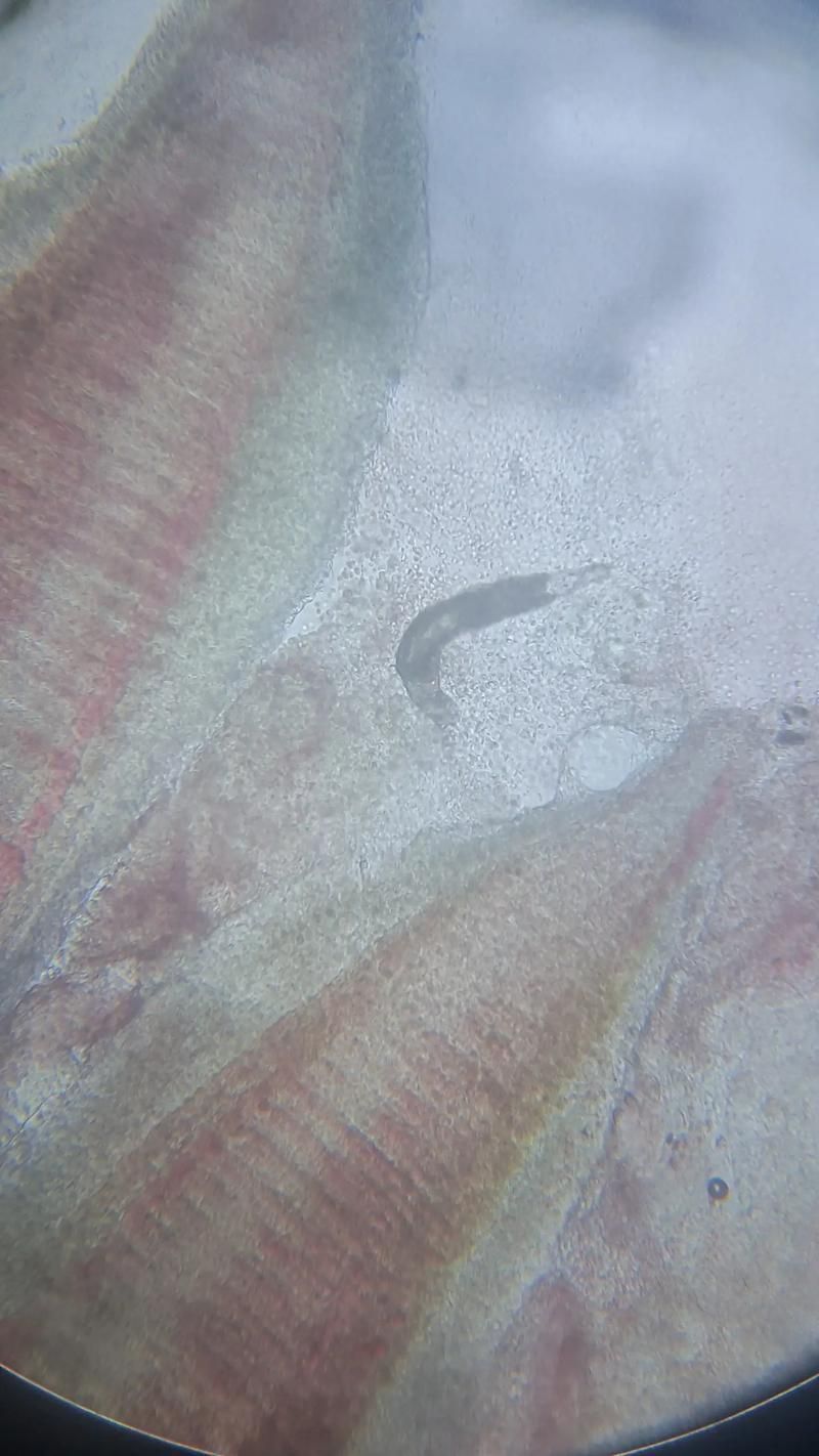 如何判斷龍魚是否因寄生蟲拒食？，如何判斷龍魚因寄生蟲拒食