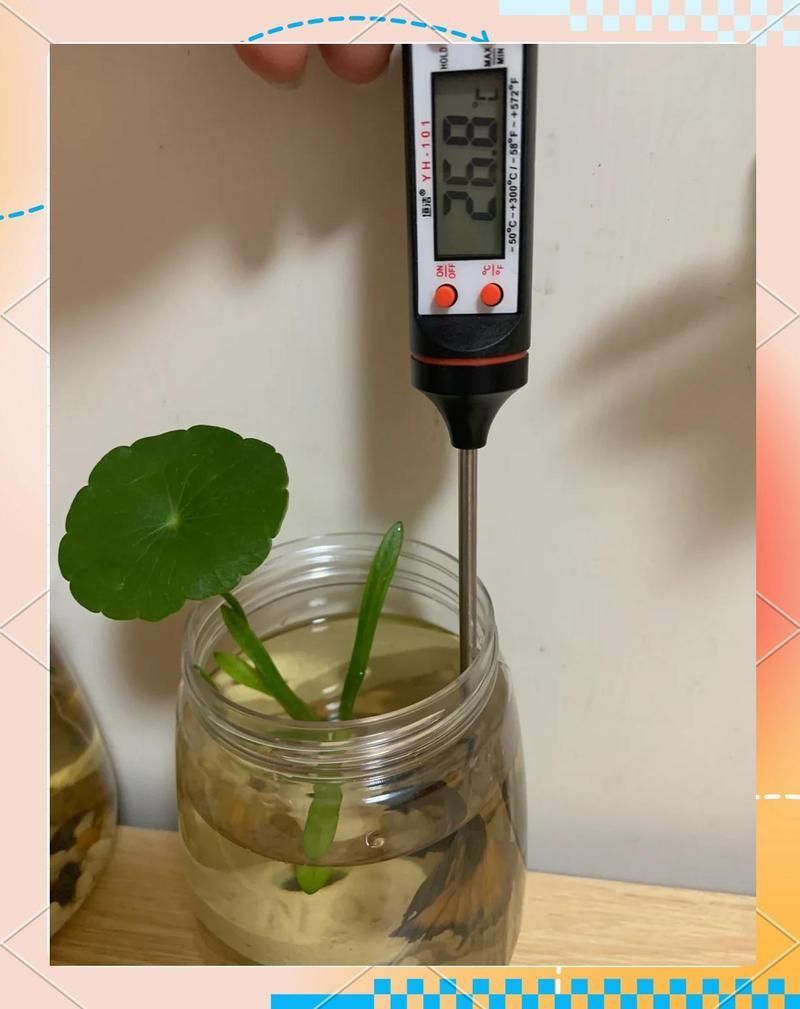 如何記錄龍魚缸的水溫變化？ 如何記錄龍魚缸的水溫變化？ 龍魚百科 第5張