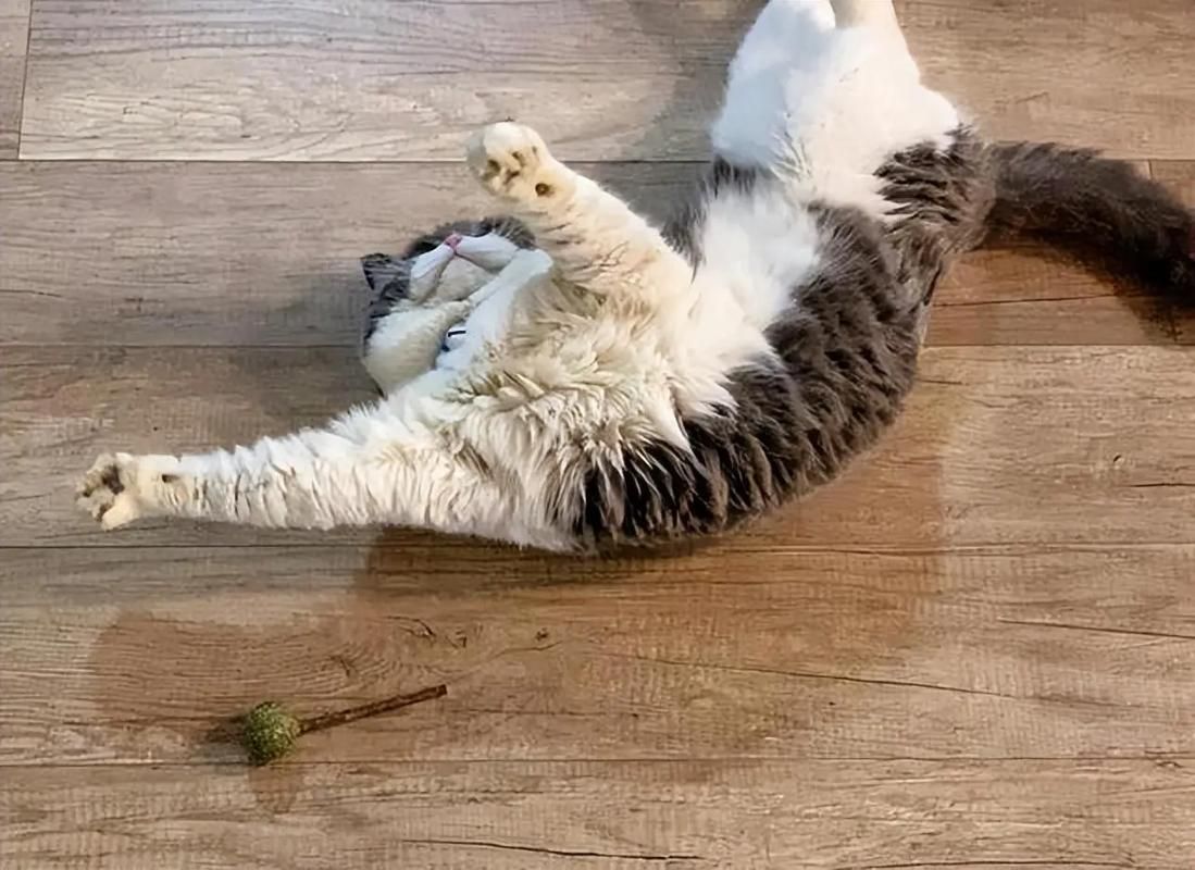 能否提供更詳細的飼養指南，西安寵物狗狗狗飼養指南（****）