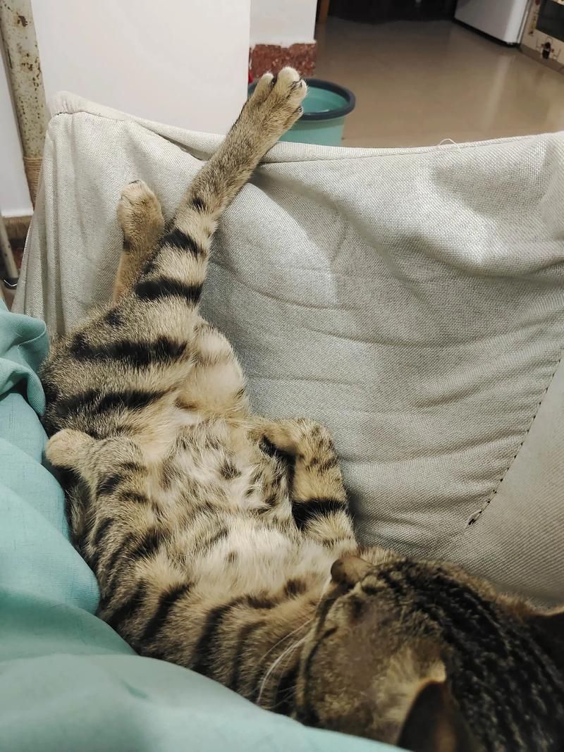能否提供更詳細的飼養指南，西安寵物狗狗狗飼養指南（****） 能否提供更詳細的飼養指南，西安寵物狗狗狗飼養指南（****） 龍魚百科 第6張
