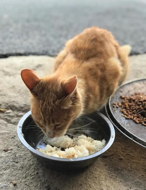 能否提供更詳細的飼養指南，西安寵物狗狗狗飼養指南（****）