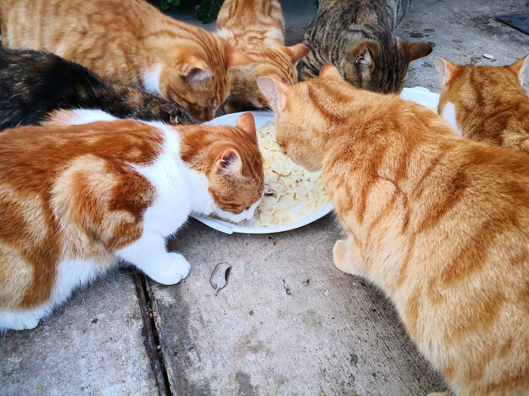 能否提供更詳細的飼養指南，西安寵物狗狗狗飼養指南（****） 能否提供更詳細的飼養指南，西安寵物狗狗狗飼養指南（****） 龍魚百科 第4張