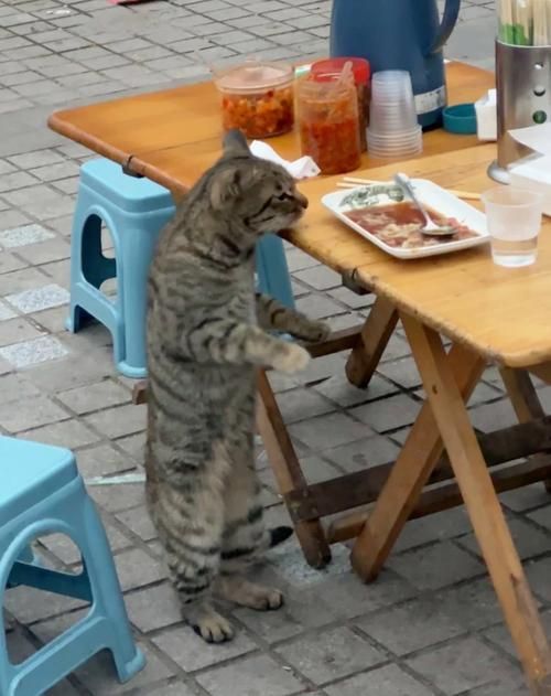能否提供更詳細的飼養指南，西安寵物狗狗狗飼養指南（****） 能否提供更詳細的飼養指南，西安寵物狗狗狗飼養指南（****） 龍魚百科 第5張
