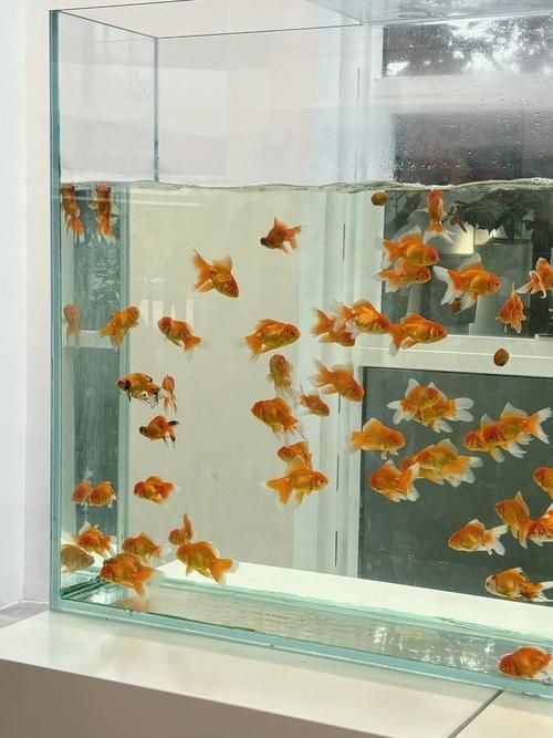 能否提供更詳細的飼養指南，西安寵物狗狗狗飼養指南（****） 能否提供更詳細的飼養指南，西安寵物狗狗狗飼養指南（****） 龍魚百科 第14張