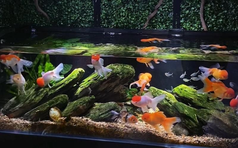 能否提供更詳細的飼養指南，西安寵物狗狗狗飼養指南（****） 能否提供更詳細的飼養指南，西安寵物狗狗狗飼養指南（****） 龍魚百科 第15張