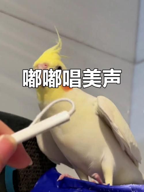 能否提供更詳細的飼養指南，西安寵物狗狗狗飼養指南（****） 能否提供更詳細的飼養指南，西安寵物狗狗狗飼養指南（****） 龍魚百科 第19張