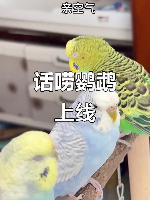 能否提供更詳細的飼養指南，西安寵物狗狗狗飼養指南（****） 能否提供更詳細的飼養指南，西安寵物狗狗狗飼養指南（****） 龍魚百科 第18張
