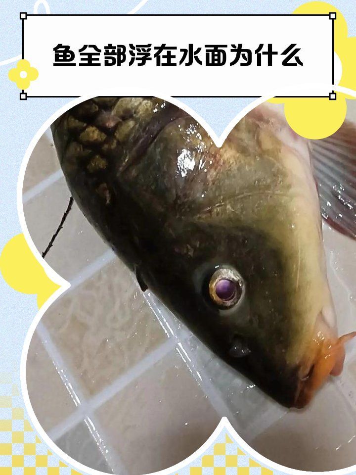 魚浮在水面多久會死，養魚常見浮頭原因對照表
