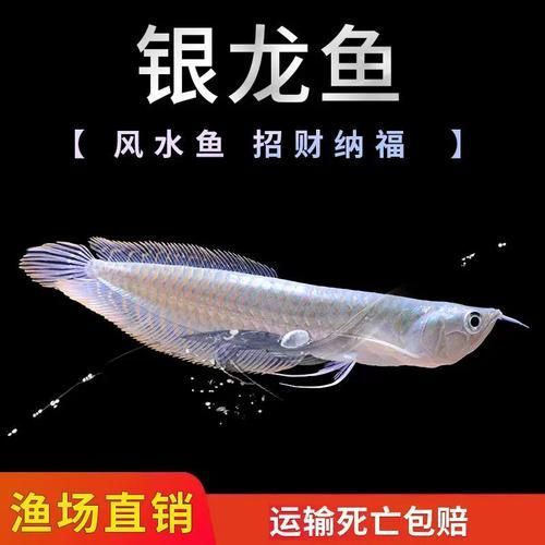 銀龍魚價格，銀龍魚價格透明、性價比高，普通個體多在45–600元
