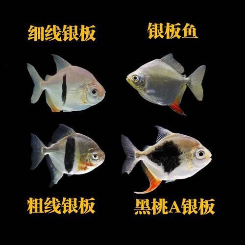銀龍魚價格，銀龍魚價格透明、性價比高，普通個體多在45–600元