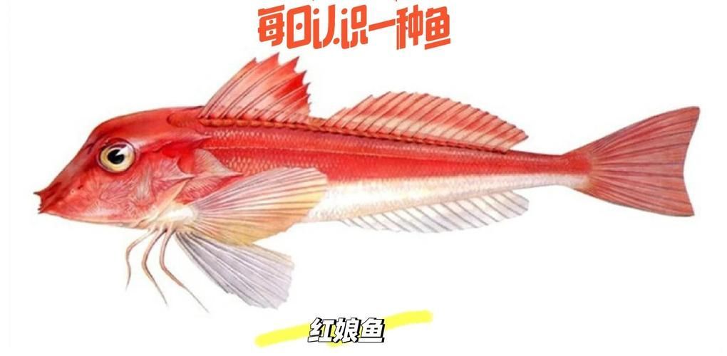 紅娘魚和紅龍魚有什么區別，紅娘魚與紅龍魚的區別