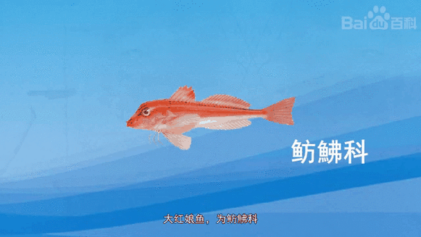 紅娘魚和紅龍魚有什么區別，紅娘魚與紅龍魚的區別
