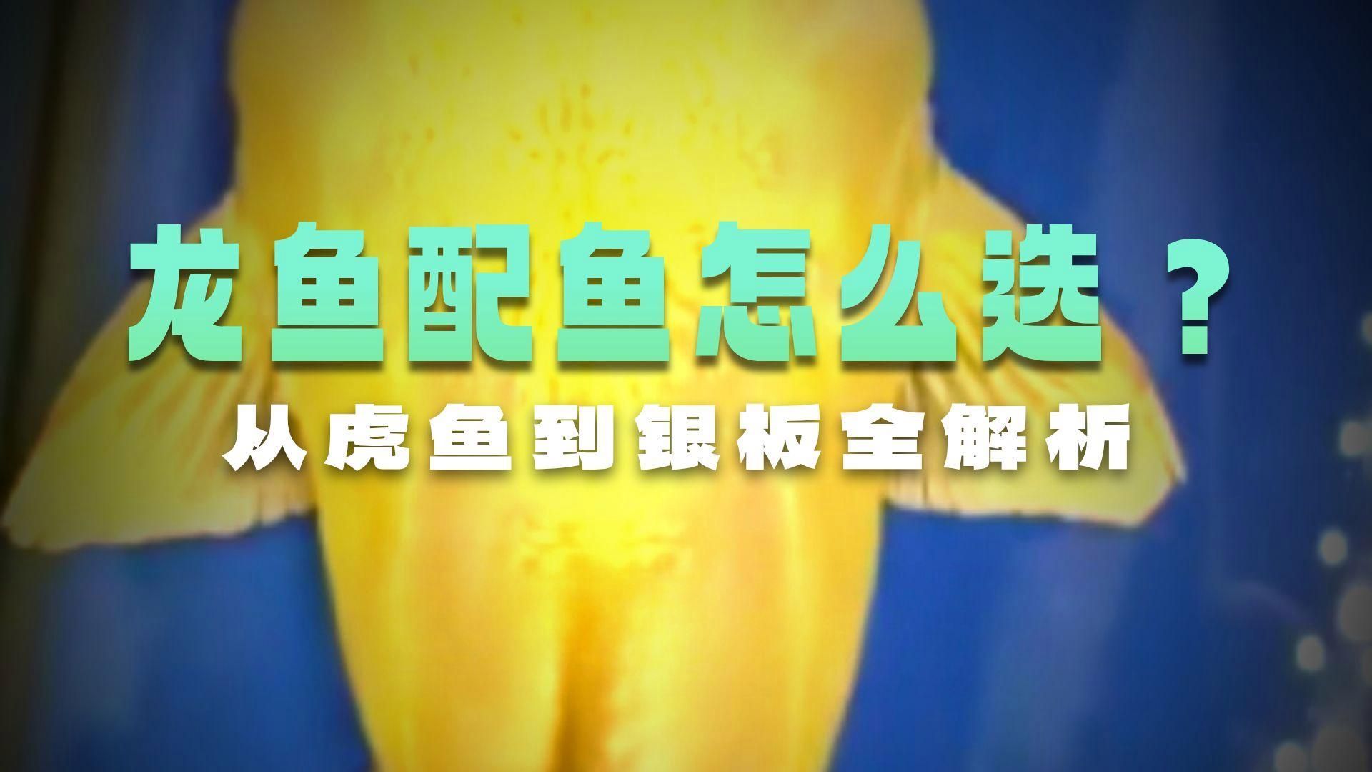 龍魚混養哪些魚比較合適？