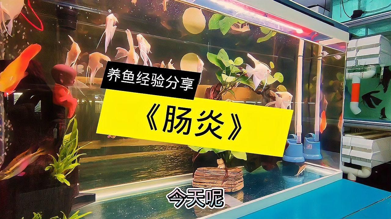 魚腸炎治療期間需要停食嗎 魚腸炎治療期間需要停食嗎 龍魚百科 第2張