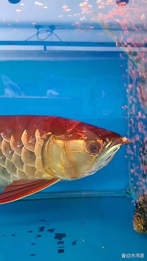 哪里可以找到鳳凰金龍魚的高清圖片？，鳳凰金龍魚高清圖源清單，