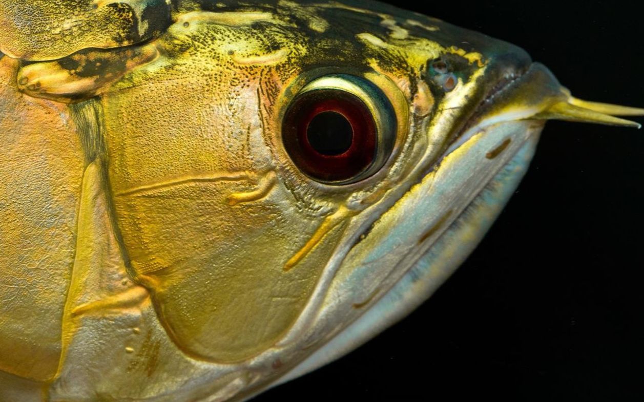 龍魚突然死亡是否預(yù)示著什么，龍魚突然死亡是否預(yù)示著什么？ 龍魚突然死亡是否預(yù)示著什么，龍魚突然死亡是否預(yù)示著什么？ 龍魚百科 第1張