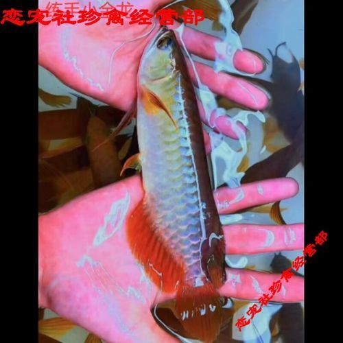 20厘米過背金龍魚的價(jià)格是多少，20厘米過背金龍魚價(jià)格是多少