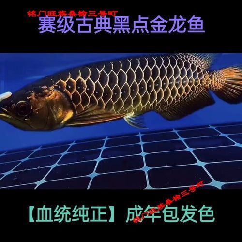 20厘米過背金龍魚的價格是多少，20厘米過背金龍魚價格是多少