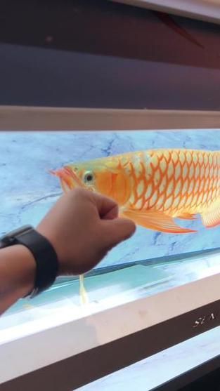 龍魚立鱗最簡單三個步驟，如何讓龍魚呈現出“整齊、立體、光澤度高、體態挺拔”的理想狀態