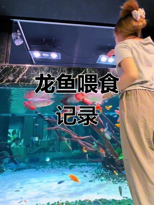 龍魚立鱗最簡單三個步驟，如何讓龍魚呈現出“整齊、立體、光澤度高、體態挺拔”的理想狀態