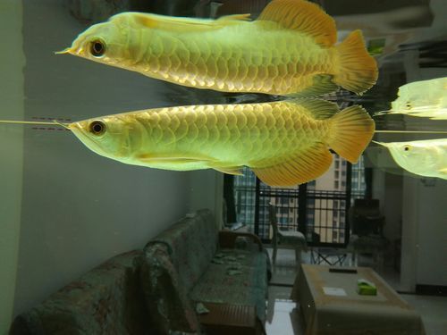 龍魚立鱗最簡單三個步驟，如何讓龍魚呈現出“整齊、立體、光澤度高、體態挺拔”的理想狀態