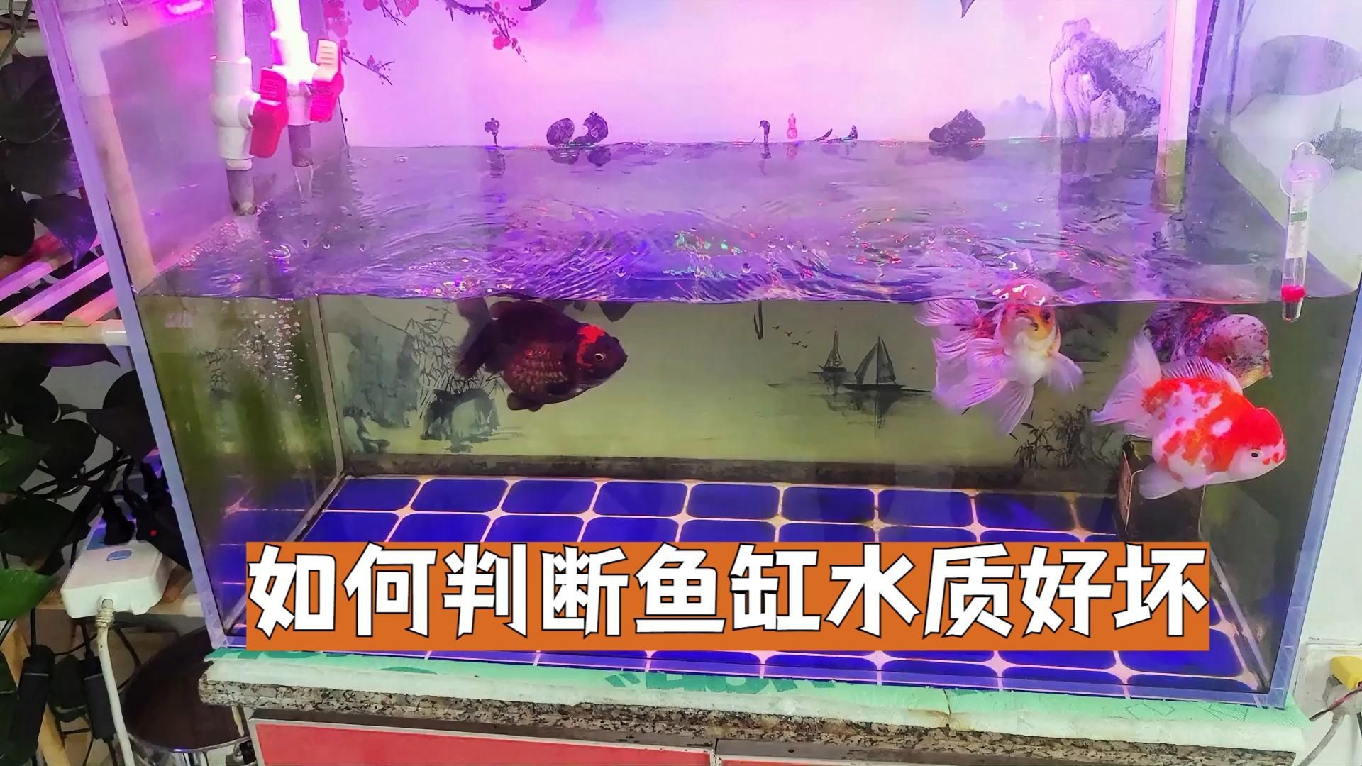 如何判斷龍魚(yú)缸的水質(zhì)是否良好，如何判斷龍魚(yú)缸的水質(zhì)是否良好判斷龍魚(yú)缸水質(zhì)是否良好