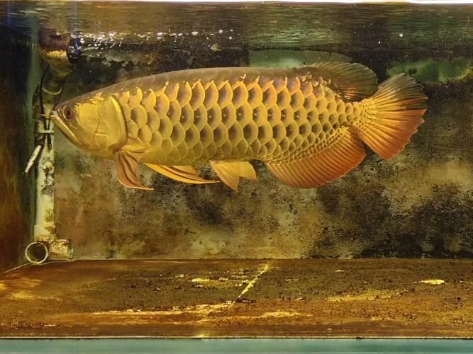 給我一些預防龍魚病癥的圖片，龍魚常見病癥及其預防方法 給我一些預防龍魚病癥的圖片，龍魚常見病癥及其預防方法 龍魚百科 第12張