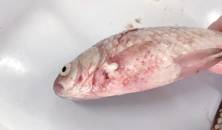 如何預防魚身充血，如何預防魚身充血調用工具arxiv論文助手